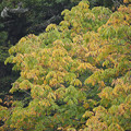 Photos: 161005_長野県小海町・松原湖_黄葉＜ホオ＞_FA05B8629_MZD300P_X7As