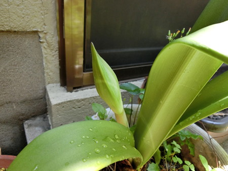 花茎が伸びてきたアマリリス