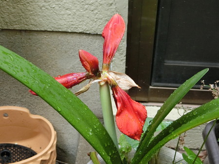 咲きそうだけどしおれてる?アマリリス