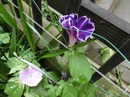 続々開花する朝顔