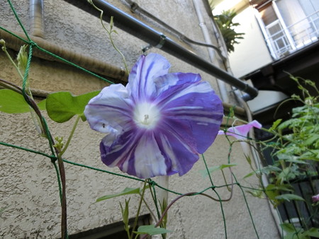 紫の絞りの朝顔