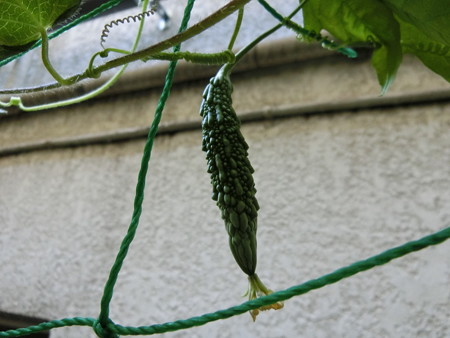 いつの間にかゴーヤが実る