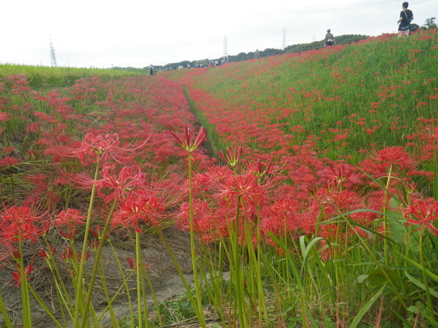彼岸花