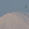 富士山頂にタゲリ飛ぶ