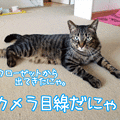 120704-【猫アニメ】キジトラチーム☆やる気にゃ！