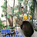 2006/4/9-【猫写真】猫離れしてにゃ！？
