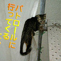 2006/4/12-【猫写真】パトロール強化中にゃ！