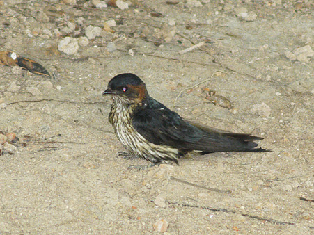 オオコシアカツバメ(Striated Swallow) P1140010_R