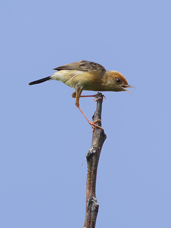 タイワンセッカ(Bright-capped Cisticola) P1150184_R