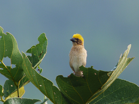 キムネコウヨウジャク(Baya Weaver) P1200067_R