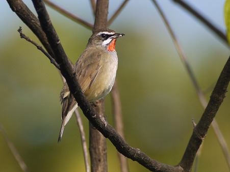 ノゴマ(Siberian Rubythroat) P1260082_R