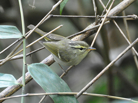 センダイムシクイ?(Eastern Crowned Warbler) DSC_0408_R