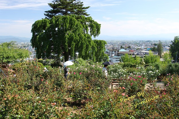 双松公園 バラ園~南陽市を望む
