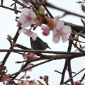 Photos: 河津桜とメジロ