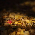 Photos: 7F1A0005