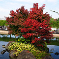紅葉
