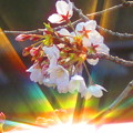 7色の光と桜