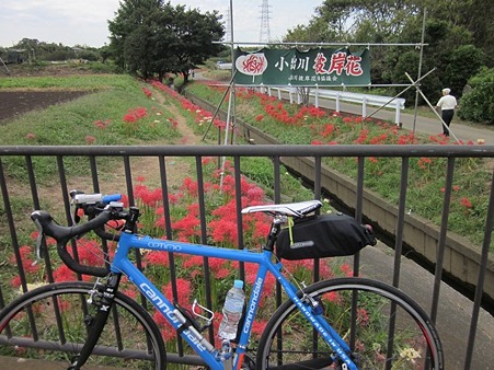 小出川 彼岸花