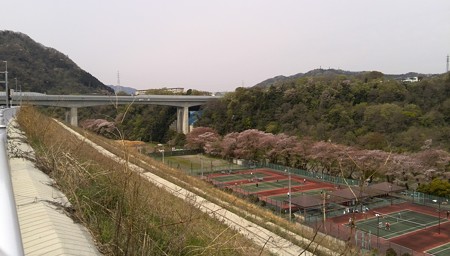 桜にテニス絵になる。