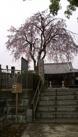 寂しさがあるような桜@幸延寺(町田)