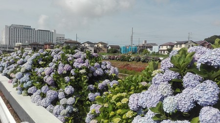 アジサイ 境川 藤沢 あじさい祭り会場