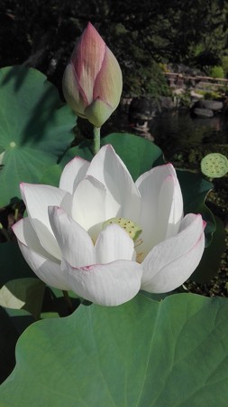 蓮の花とつぼみと咲いた後の3世代@長谷寺 鎌倉