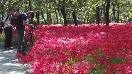 やっぱりきれいな彼岸花