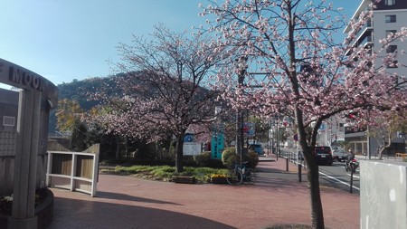 熱海 大寒桜