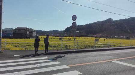 南伊豆の菜の花畑