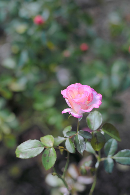 DSCF2845