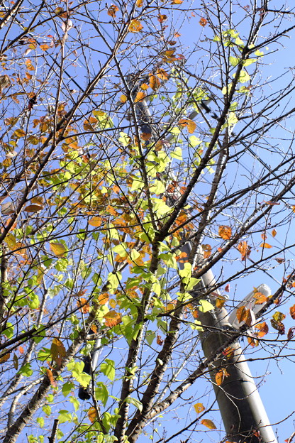 DSCF3171