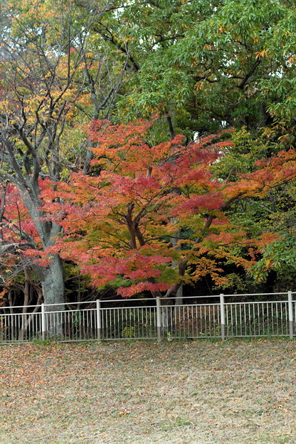 DSCF3298
