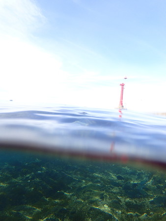 静浦の海の半水面(オリンパスTG-3顕微鏡モード@あかねマリンボウ)
