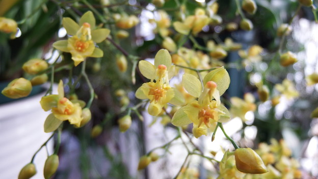 Onc,Twinkle　Yellow Days