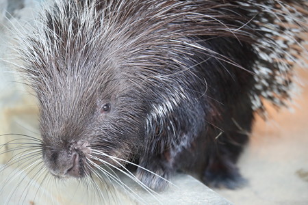 王子動物園1