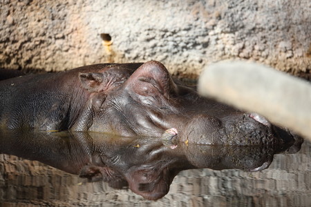 王子動物園5