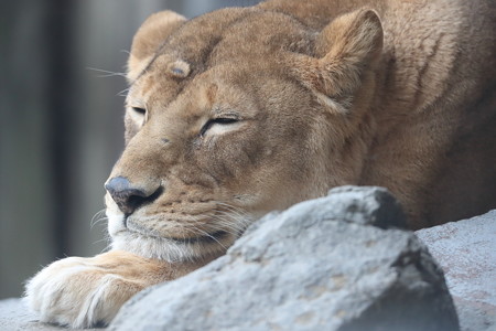 王子動物園9