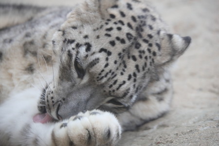 王子動物園14