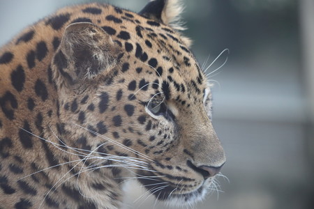 王子動物園15