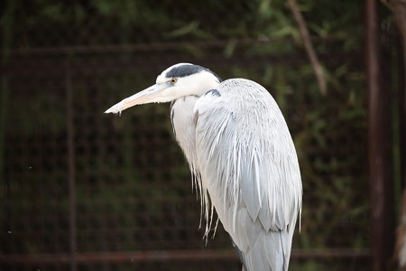 王子動物園16