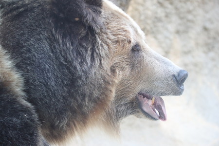 王子動物園22