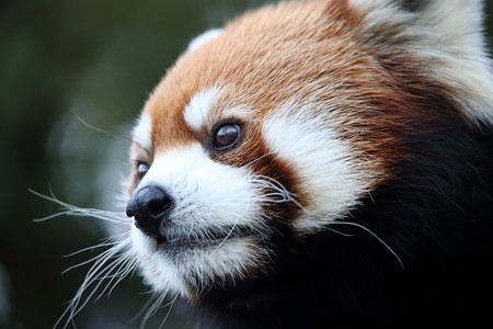 レッサーパンダ7