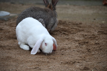 王子動物園30
