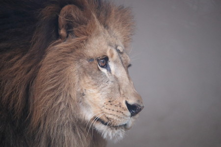 王子動物園32