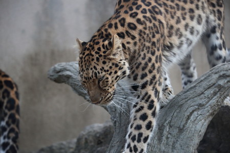王子動物園34