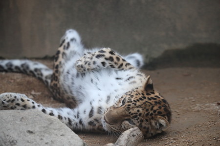王子動物園37