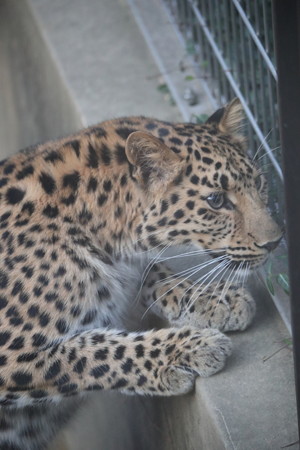 王子動物園39