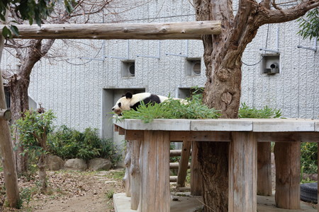 パンダ1