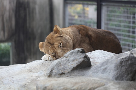 王子動物園3