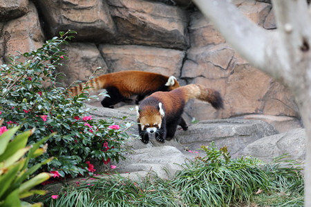レッサーパンダ4